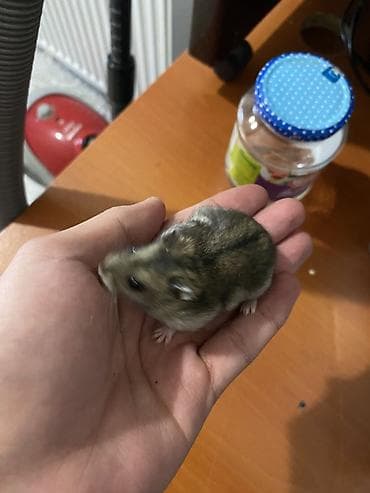 cuce ucun su qabi: Dwarf hamsterlər üçün tam dəst qəfəs(3 xamyak +qəfəs(çarx,yem qabı,su — 6