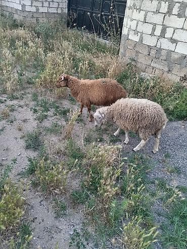 qoca qoyun: Saxlamali Sağlam bir cüt quzi, biri erkek obirise dişidi. Çüt satilir — 4