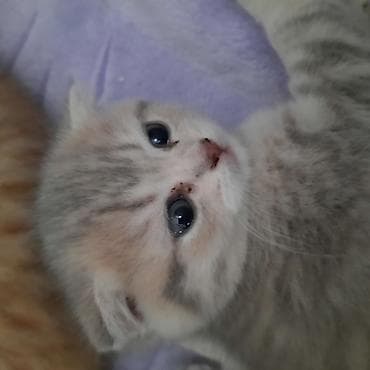 britan pişiyi: Şotland yastı qulaq, Dişi, Yaxşı əllərə, Ünvandan götürmə — 7