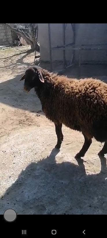 Buynuzlu heyvan, qoyun - Rəng: qara baş–boyun, bədənində tünd qəhvəyi — 1