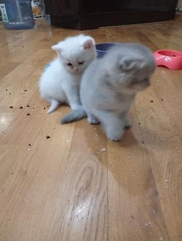 Şotland, Erkək, Dişi, Yaxşı əllərə