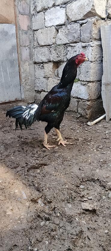 inək satılır binə: Xoruz, Brazil, il: 3, Ödənişli çatdırılma — 3