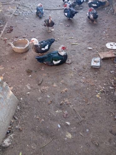 Gəmiricilər: Erkək, | Lal ördək, Ətlik, Ünvandan götürmə — 4