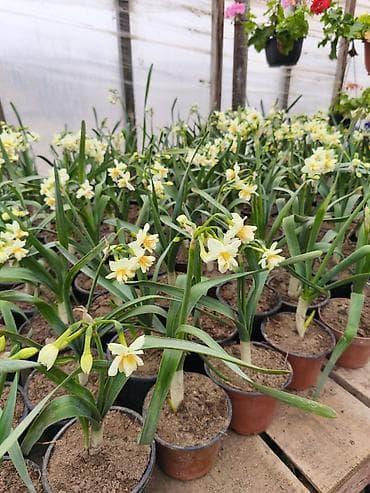 hemise bahar gulu: Rəngarəng mövsümi bəzək gülləri – istixanadan birbaşa Məhsul: - — 10