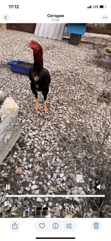 coban it adlari: Məhsul: Uzunboyun yerli döyüş tipli toyuqlar (xoruz və cücələr) — 3