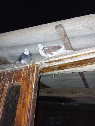 quş yuvaları: Məhsul: Ev göyərçinləri (bir neçə cüt) Təsvir: - Fərqli rəng və — 3