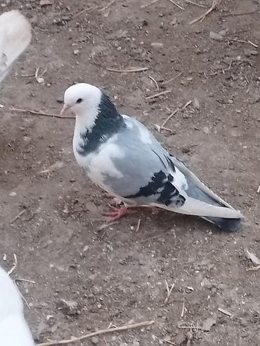 balaca pisik satisi: Salam təmiz qan ağ baş tam sağlam — 1