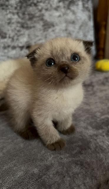 sarı pişik: Siam, Erkək, Dişi — 3