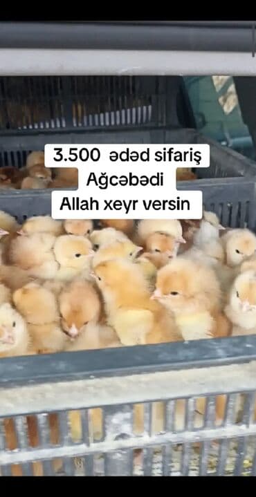 ağ qara pişik: Toyuq cücələri, Damazlıq — 3