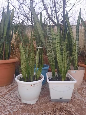 sansevieria gulu: Sansevieria (Qayın dili) – qapalı məkanlar üçün dekorativ saxsi — 2