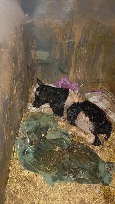 теке: 1 ci qarina bugun dogub erkek balasi var . Anasi sudlu mal olub — 2