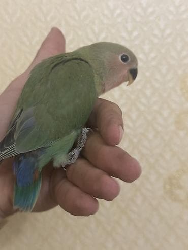 tutuquşlar: Salam 35-45 genlük balalardı. Hamsı tam sağlam aktiv quşlardı .Real — 5