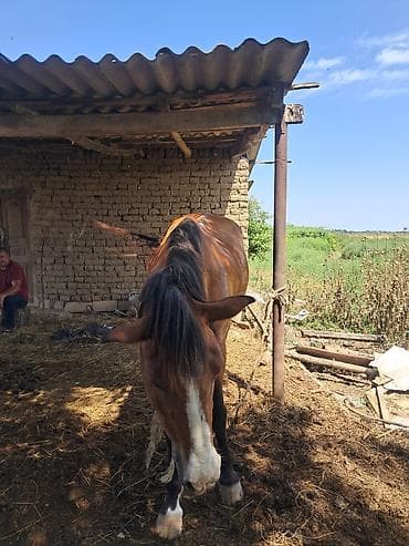 ag at: At minik/iş üçün at - Rəng: qəhvəyi, alnından burnuna qədər ağ — 4
