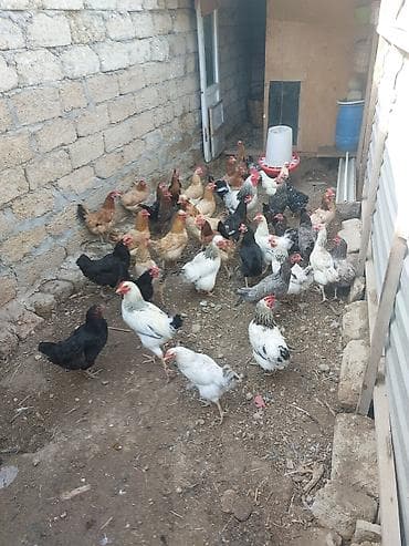 ev pişiki: Toyuq, Yumurtalıq — 3