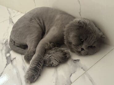 ən şirin pişiklər: Самец — 3