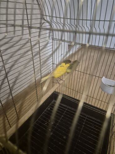 Gəmiricilər: Kanarya Hazir cütdü 70 azn sari erkeydi — 9