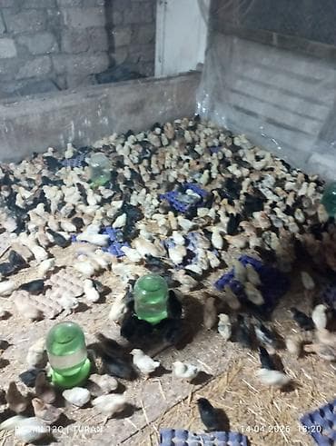 1 aylıq cücələr: Toyuq cücələri, Ətlik — 1