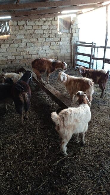 Гуси: Təcili satılır ehtiyac var Real alıcılar mesaj yazsın nömrə 050 967 27 — 4