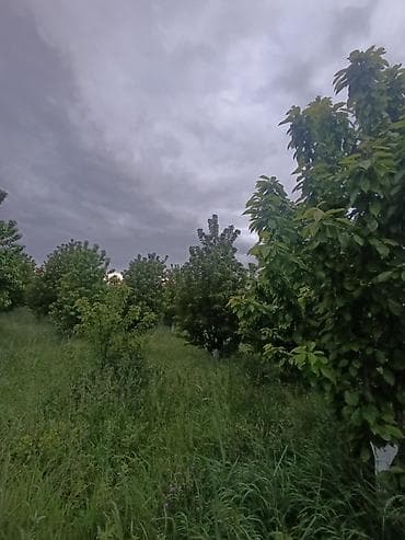 ev torpaq: 35 sot, Kənd təsərrüfatı, Maklerlər narahat etməsin, Kupça (Çıxarış) — 2