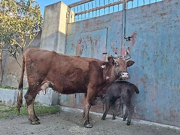 Yemlər: 14 litir süd verir 4 qarına doğub 10 gündü doğub balası dişdi — 8