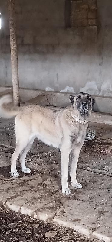 taksa it: Kanqal, 3 il, Dişi — 2