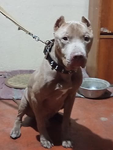 qaz balasi nece gune cixir: Pitbul, 2 il, Erkek, Ödənişli çatdırılma — 5