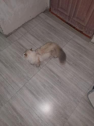 шиншилла котенок купить: Британская — 2