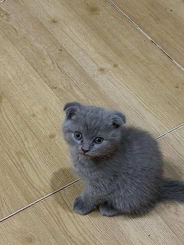 pişik pişik: Şotland yastı qulaq — 1