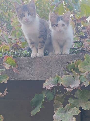 balaca pişik şəkilləri: Yaxşı əllərə — 3