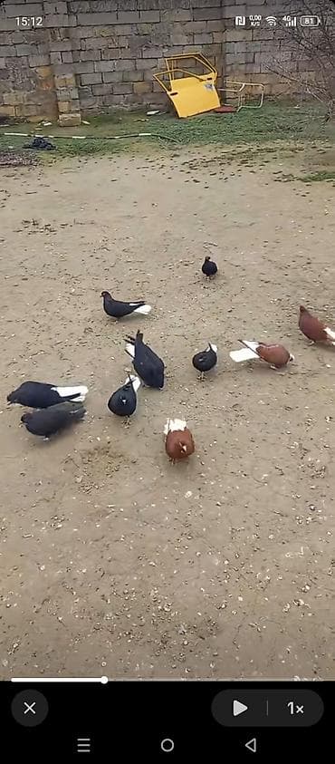 Heyvanlar üçün mallar: Gördüyünüz ağ quyruglar satılır 10 ədədi 110 manat real alıcıya cüzi — 1