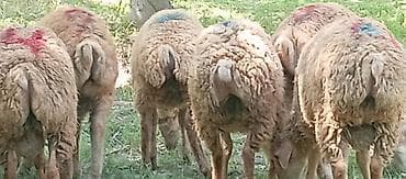 cins ineyler: Satılır: qrup halında qoyunlar - Növ: yerli cins qarışığı, qısa — 7