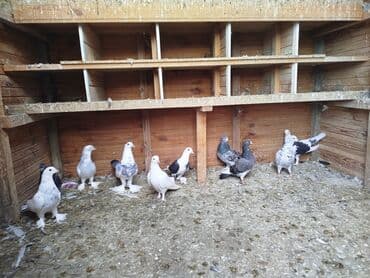 Salam gördüyünüz quşlar biri 15 manatdan satılır əbreş də var lalafo.az -da Salam gördüyünüz quşlar biri 15 manatdan satılır əbreş də var