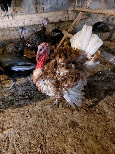 heyvanlar və balaları: Erkək, Damazlıq — 1