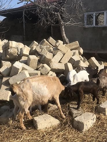 Satılır – ev təsərrüfatı üçün keçilər - Cins: yerli süd–ət