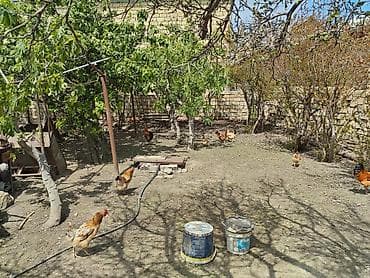 bildircin eti satisi: Toyuq, Yumurtalıq — 6