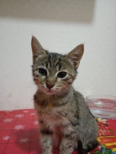 pişik cütleşdirmek: Tabbi, Yaxşı əllərə — 6