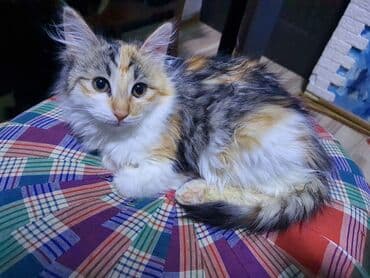 Pişiklər: Norveç, Yaxşı əllərə, Ünvandan götürmə — 10