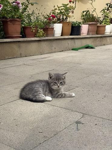 Şotland, Erkək, Yaxşı əllərə, Pulsuz çatdırılma lalafo.az -da Şotland, Erkək, Yaxşı əllərə, Pulsuz çatdırılma