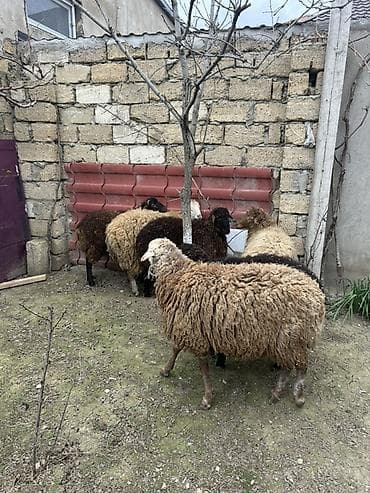 qoyun satisi: Biləcəridə 6 baş ərkey touğlu satılır. Tam sağlam ətlik və damazlıqdı — 9