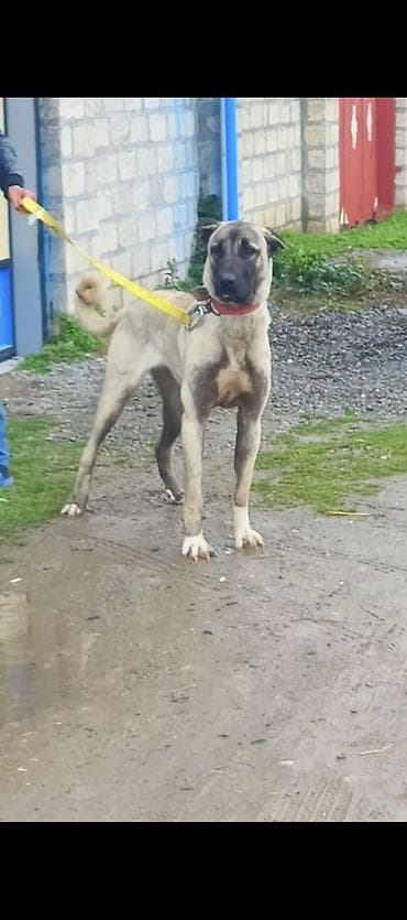 quzu satilir 2021: Kanqal, 1 il, Peyvəndli — 5