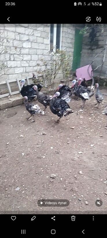 arpa toxumu satışı: Erkək, Damazlıq — 4