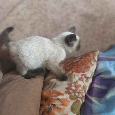 su çğni: Siam — 1