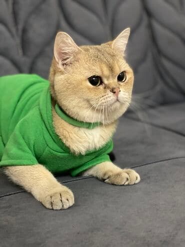 Qızıl şinşilla, Erkək, Cütləşmə üçün, Pulsuz çatdırılma, Ödənişli çatdırılma, Rayonlara çatdırılma