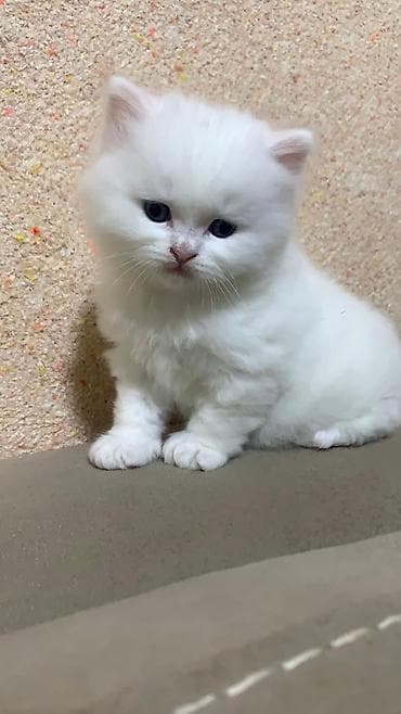 Ağ, uzun tüklü balaca pişik balaları - Növ: Ev pişiyi (uzun tüklü, ağ — 2