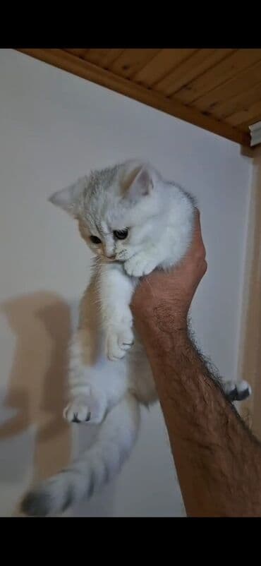 şınşıla pişik: Şinşilla, Erkək, Yaxşı əllərə, Ünvandan götürmə — 3