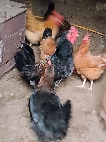 cins keci: Toyuq, Damazlıq — 6