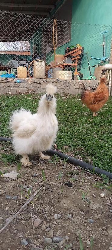 baki heyvan satisi: PonPonlar cütü 70 azn — 3