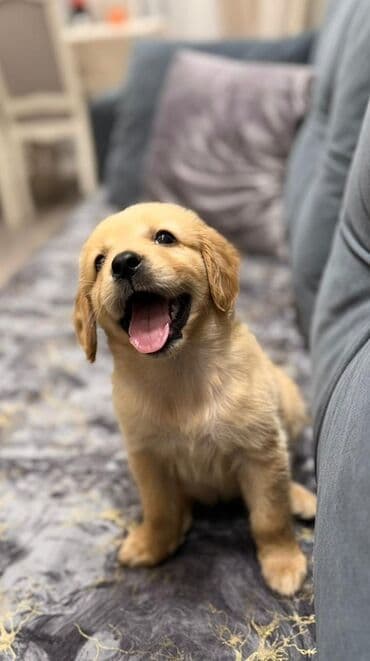 labrador retriever: Retriever, Dişi — 5