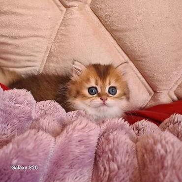 pisik evi: Şotland yastı qulaq — 4