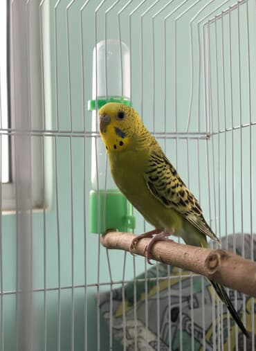 jako tutuquşusunun digər adı: Yaşıl rəngli tutuquşu 13 azn Pirallahı Koroğlu çatdırılma var — 1